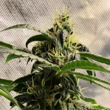 Семена конопли Auto CBD New York City Feminised